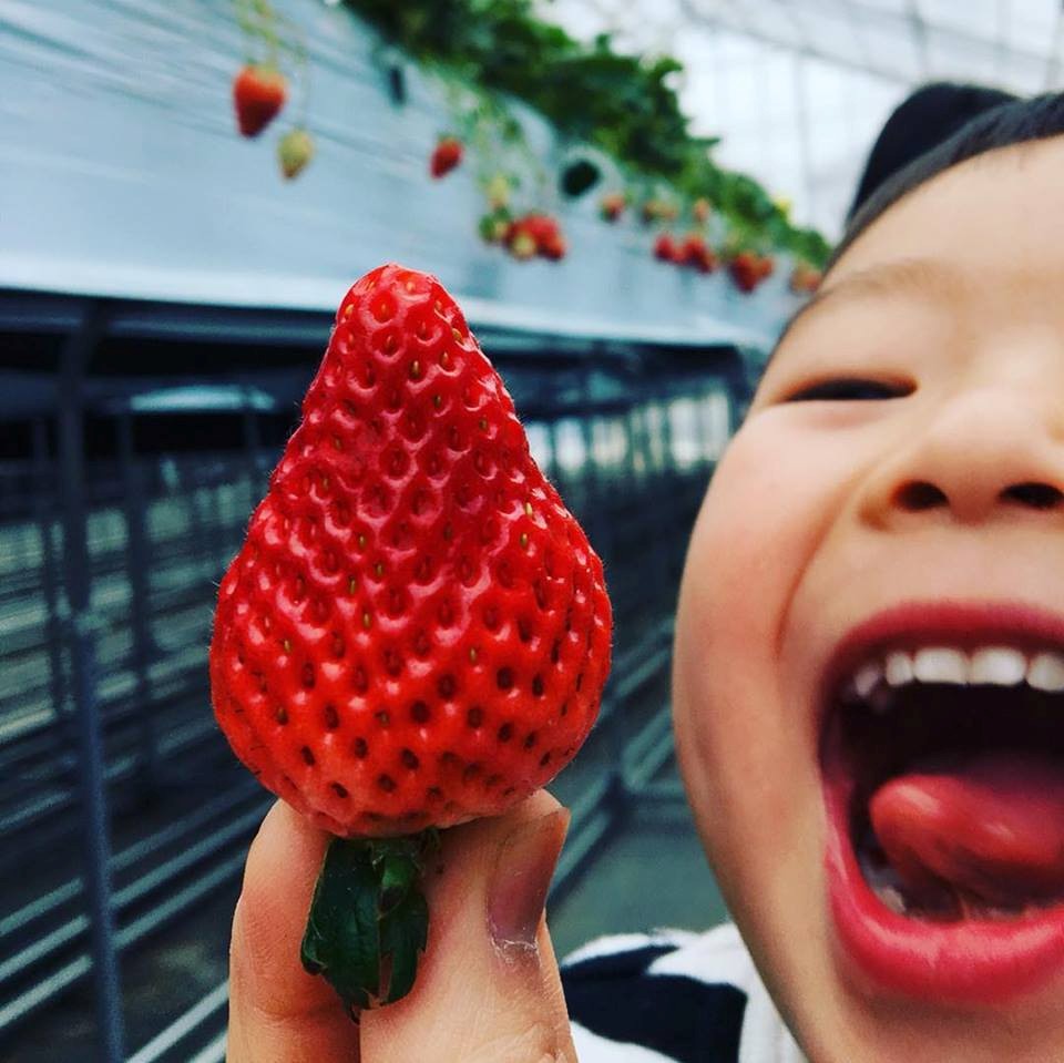 トマト収穫体験／みつヴィレッジ